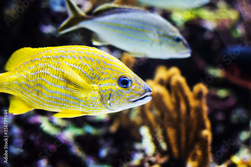 French grunt with coral reef, Haemulon flavolineatum
