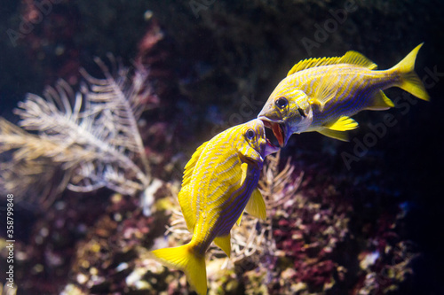French grunt with coral reef, Haemulon flavolineatum