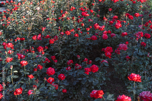 Many blooming roses growing in the ground