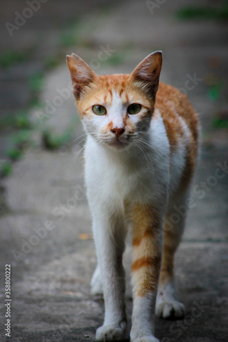 portrait of a cat orange stand up