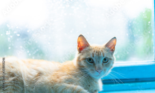 The cat lies near a wet window