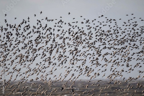 flock of  shorebirds (Knot)
