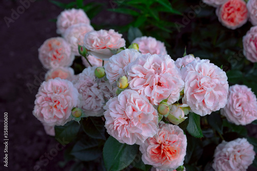 Blooming and growing pink roses