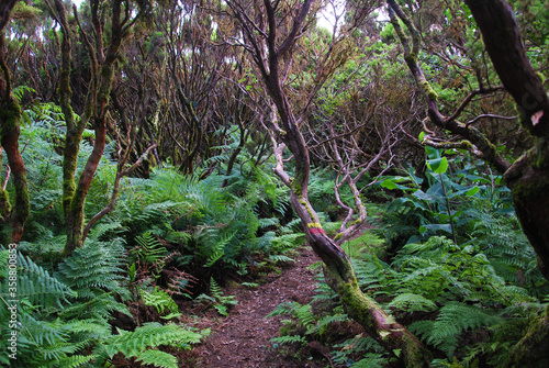 Nature concept; A trail for hiking through the trees and fetus plants in Terceira, Azores, Portugal