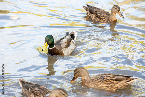 Ducks swimming in water with ripples at WWT Washington photo