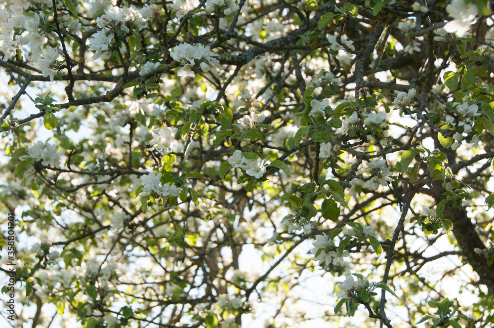 Blooming Apple tree in blur. Flowers of apple tree. Natural background. Bright and colorful background. Spring background. Planting. Gardening Blooming Apple tree in blur. Flowers of apple tree. Natural background. Bright and colorful background. Spring background. Planting. Gardening