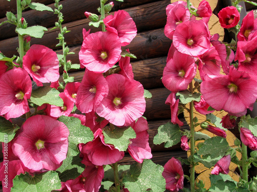summer landscape. beautiful pink mallow on wooden background
