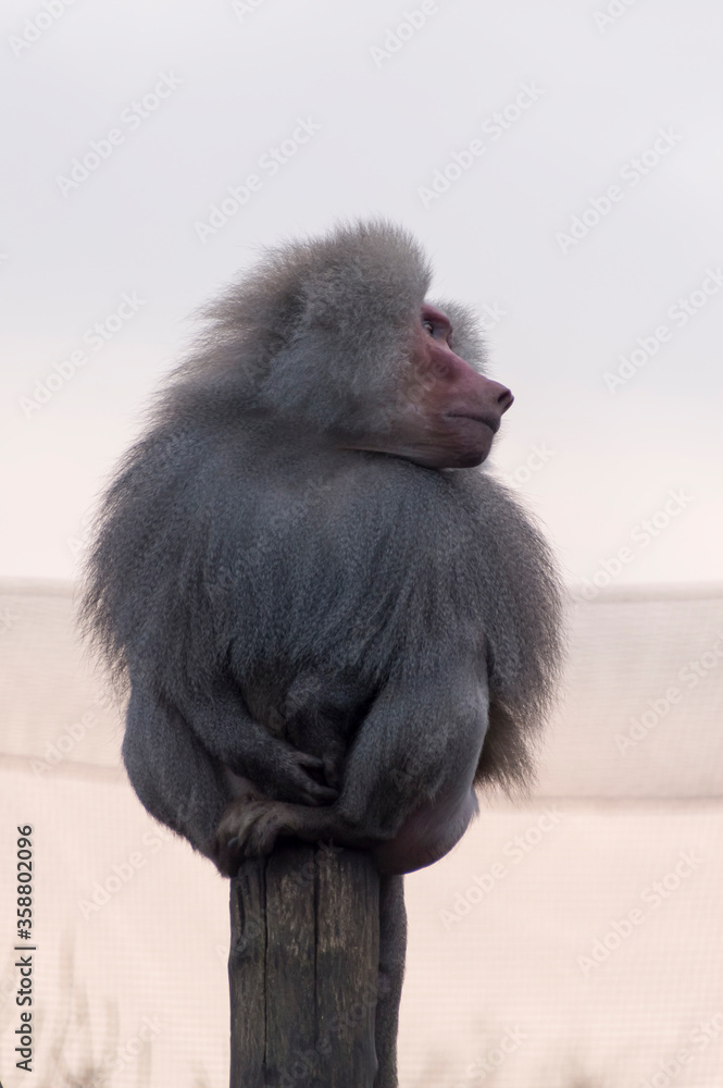 Fototapeta premium A Hamadryas Baboon (Papio hamadryas) sitting on a pole