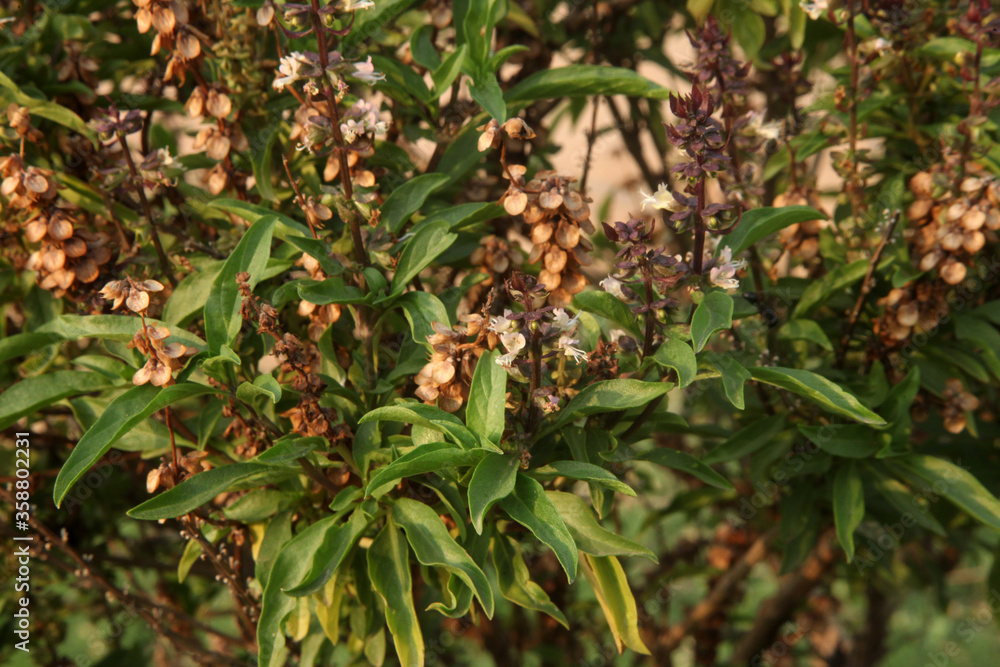 TULSI PLANT, THULASI AYURVEDA TREE INDIA
TULSI PLANT, THULASI AYURVEDA TREE INDIA