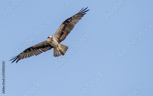 osprey in flight © Yuriko David