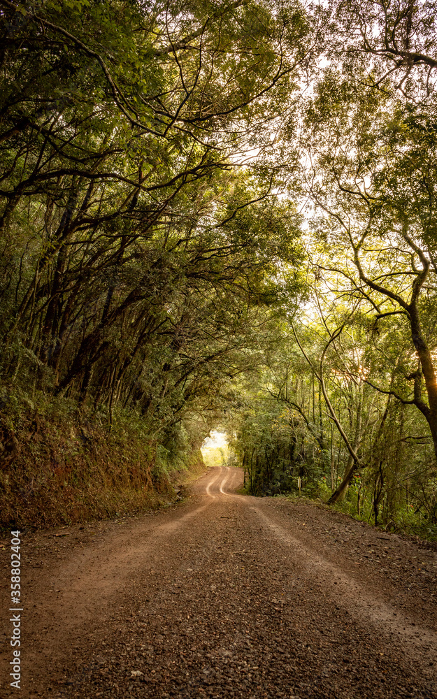 Beautiful green summer forest. autumn background, backdrop Beautiful green summer forest. autumn background, backdrop