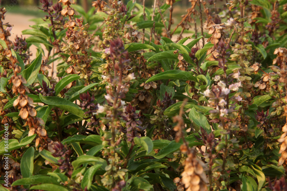 TULSI PLANT, THULASI AYURVEDA TREE INDIA
TULSI PLANT, THULASI AYURVEDA TREE INDIA