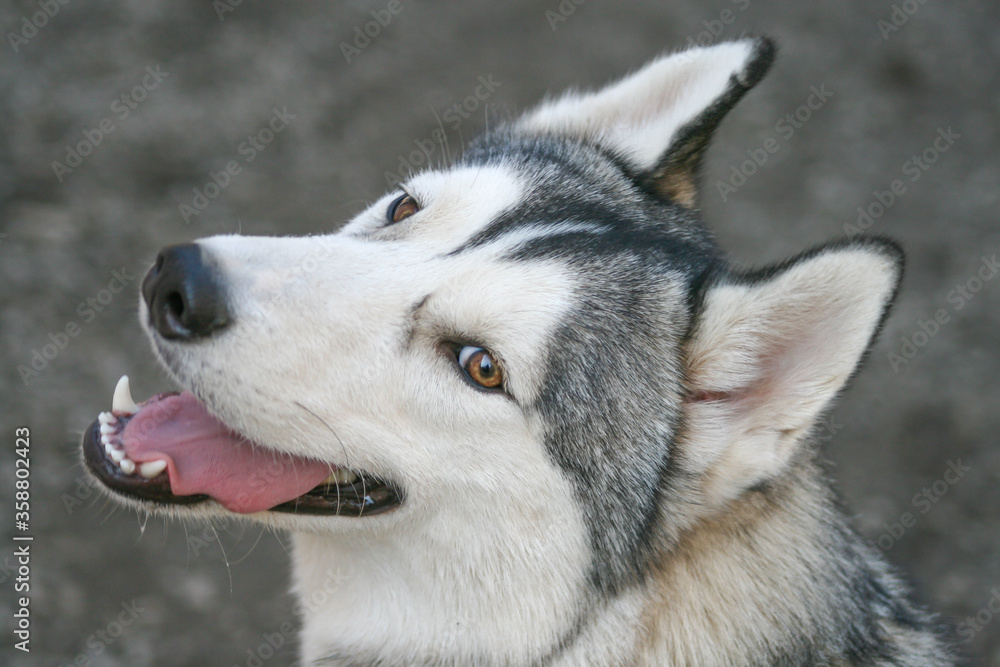 portrait eines schlittenhundes in grau eiß mit braunen augen , der aufmerksam in die kamera schaut