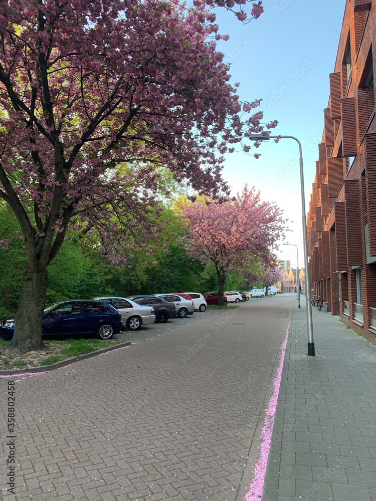 Pink blossoming trees at the street. Tilburg, North Brabant, Netherlands