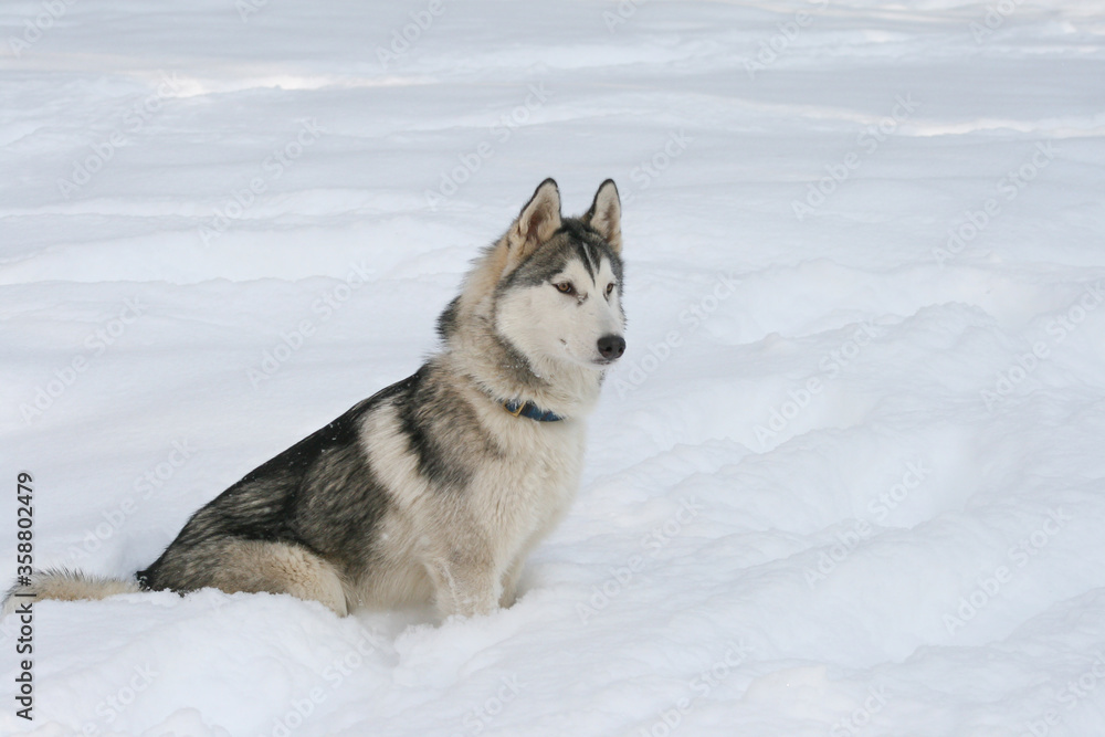 grau weißer siberian husky sitzt im tiefen schnee im winter und wartet auf abenteuer
