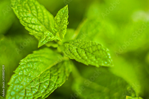 Fresh Mint Leaves. Closeup 