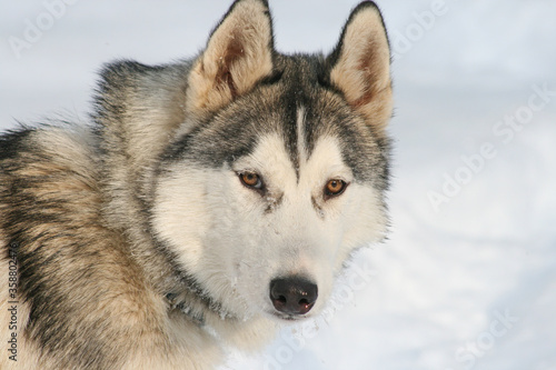 kopfportrait eines grau weißen schlittenhundes an einem wintertag bei sonnenuntergang