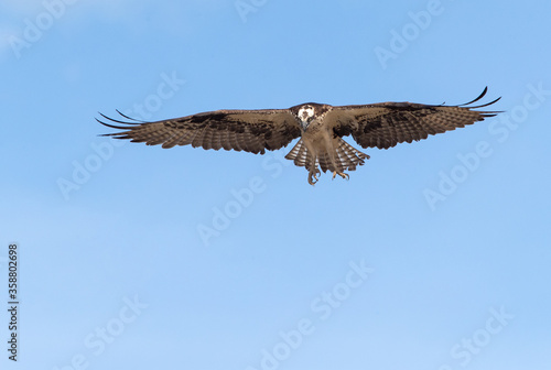 osprey in flight © Yuriko David