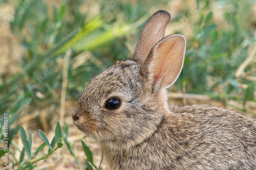 Cute Young Cottontail Rabbit