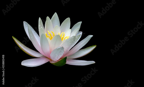 Fototapeta Naklejka Na Ścianę i Meble -  Water lily isolated on black background. Magic white with pink  waterlily or lotus flower Marliacea Rosea. Petals of Nymphaea are pure beautiful.