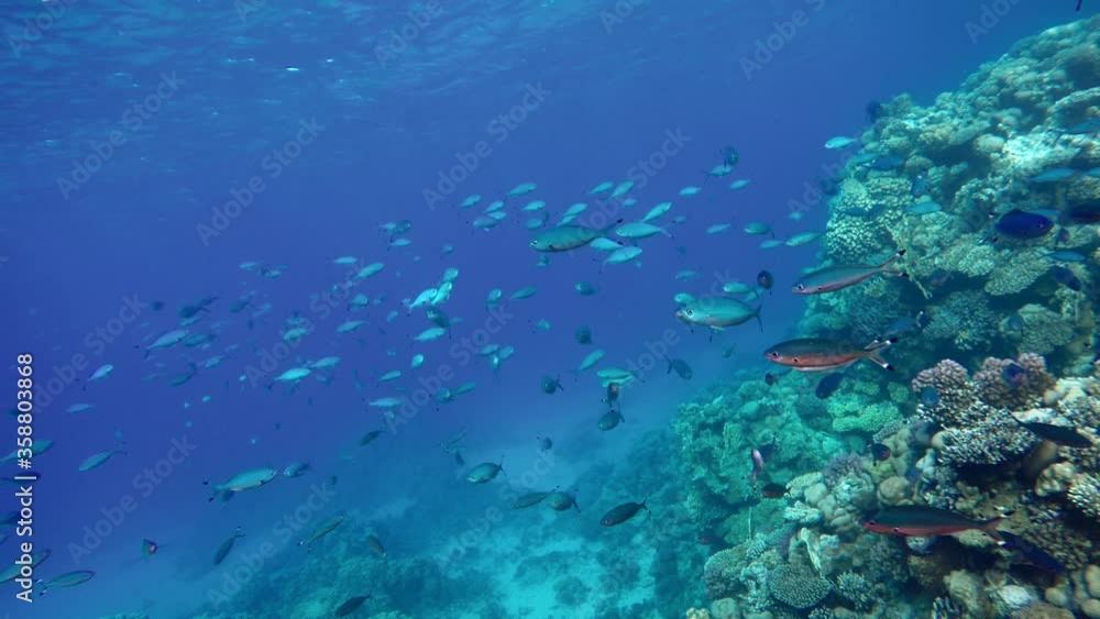 Coral reef, tropical fish. Warm ocean and clear water. Underwater world. Coral reef, tropical fish. Warm ocean and clear water. Underwater world.