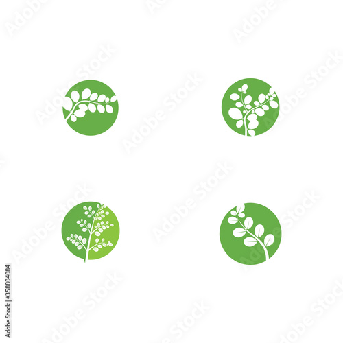 Set Moringa leaf Logo Template