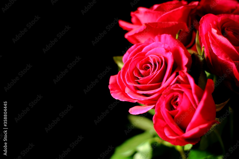 beautiful red roses against black background beautiful red roses against black background