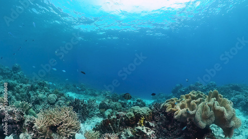 Coral garden seascape and underwater world. Colorful tropical coral reefs. Life coral reef. Panglao, Bohol, Philippines.