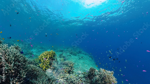 Coral garden seascape and underwater world. Colorful tropical coral reefs. Life coral reef. Panglao, Bohol, Philippines. © Alex Traveler