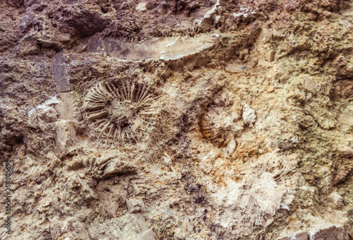 fossilized organisms as evidence of a bygone era