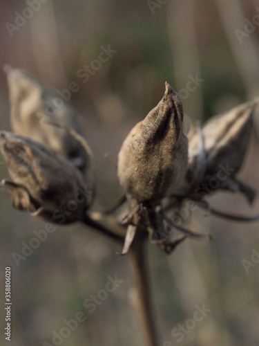 Dead Flowers In Spring Time