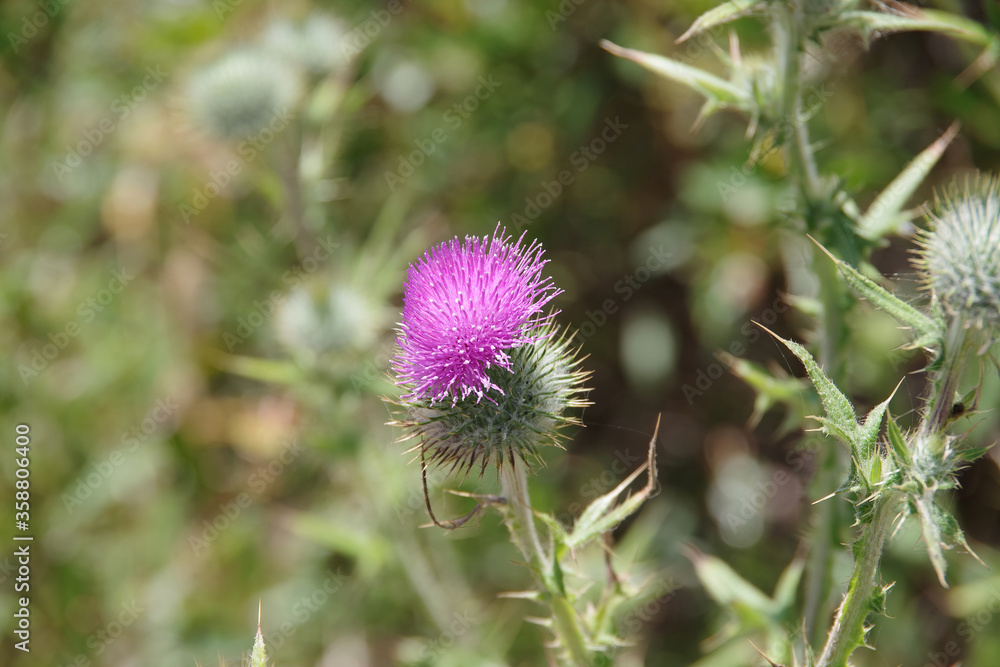 Selective focus close-up view of a thistle on the side of a coastal path in southern California Selective focus close-up view of a thistle on the side of a coastal path in southern California