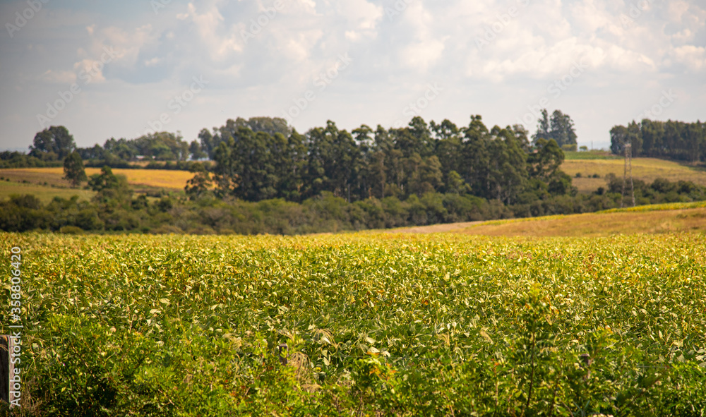 Yellow soybean crops in the pre-harvest stage