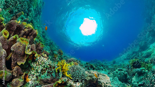 Sealife, Diving near a coral reef. Beautiful colorful tropical fish on the lively coral reefs underwater. Panglao, Bohol, Philippines.