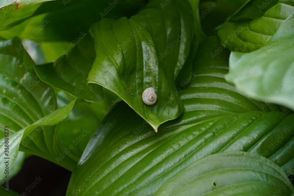 Obraz premium snail in the flower garden