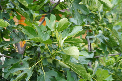 fig