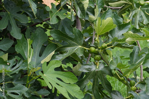 fig
