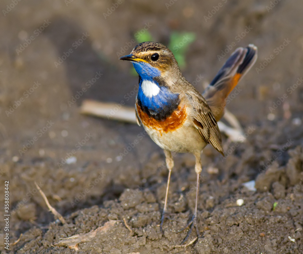 Bluethroat, luscinia svecica. A male bird stands on the ground, it is lit by the rays of the evening sun. Bluethroat, luscinia svecica. A male bird stands on the ground, it is lit by the rays of the evening sun.