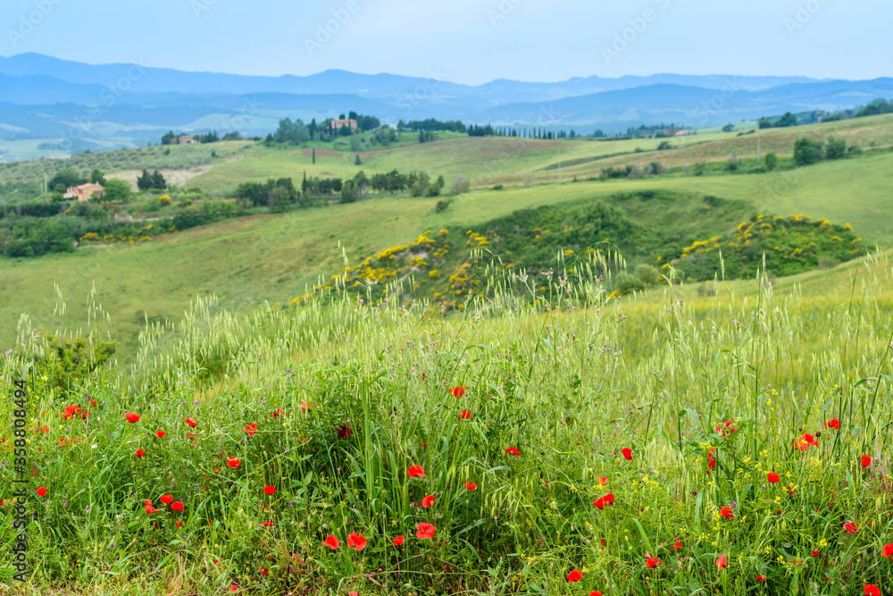 Typical Tuscan countryside with poppies and rolling hills near Borgo di Roncolla outside Volterra.