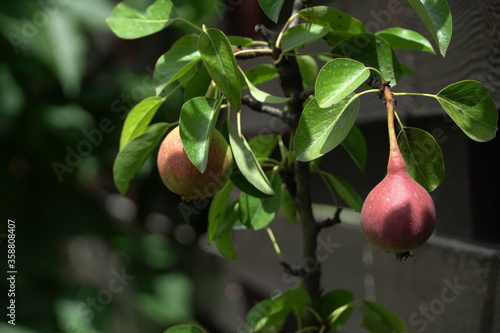 baby pears, fruits in trees