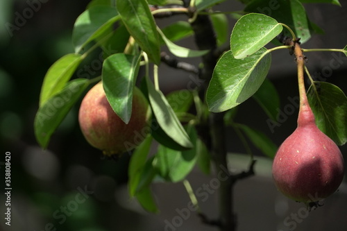 baby pears, fruits in trees