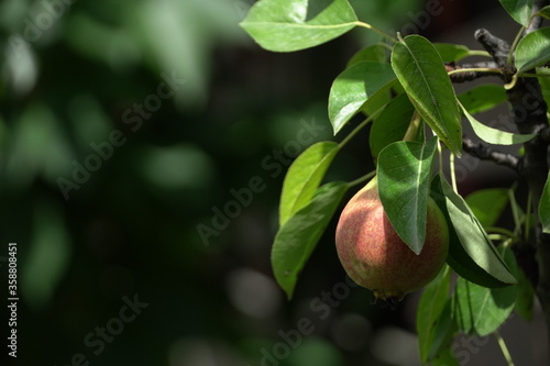 baby pears, fruits in trees