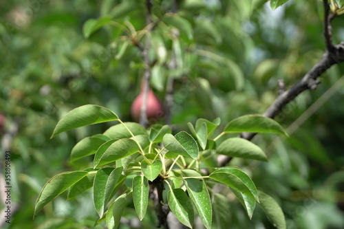 baby pears, fruits in trees