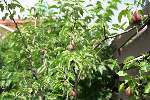 baby pears, fruits in trees