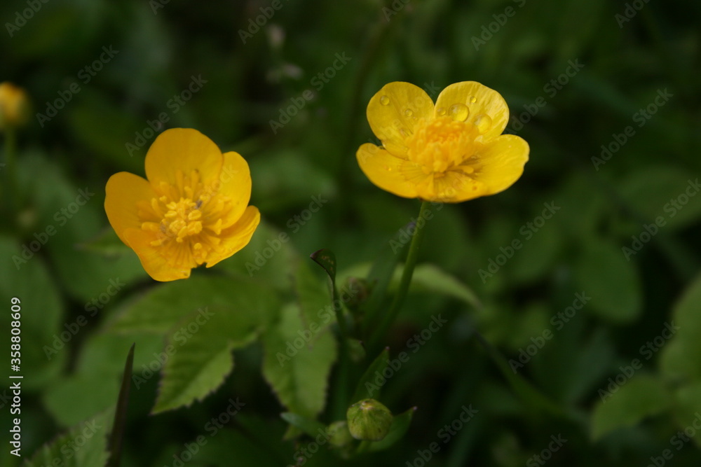 little colourful flowers in the garden little colourful flowers in the garden