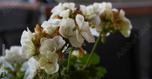 Flowers wall background with amazing white petals,red petals