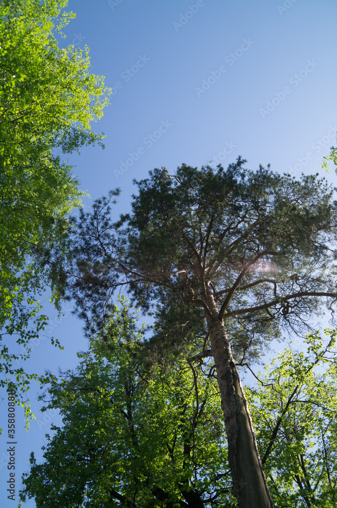 Obraz premium trees and sky