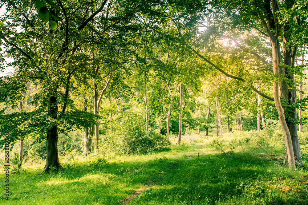 Green trees Sunlit forest glades woodland of oak and birch trees. Green trees Sunlit forest glades woodland of oak and birch trees.