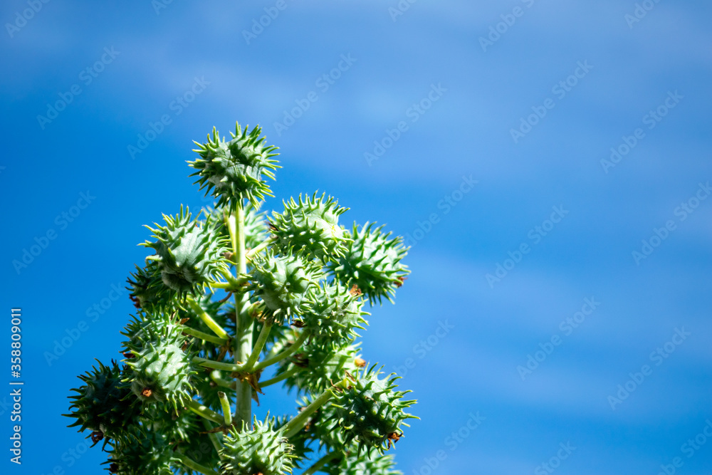 Mamona. Castor beans with blue sky background. Ricinus communis L., popularly known as castor bean. It is a plant of the Euphorbia family. Mamona. Castor beans with blue sky background. Ricinus communis L., popularly known as castor bean. It is a plant of the Euphorbia family.