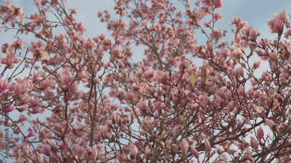 magnolia flowers growing on a tree magnolia flowers growing on a tree